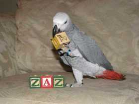 Lost African Grey