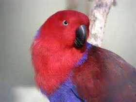 Lost Eclectus