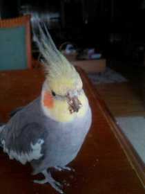 Lost Cockatiel