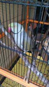 Lost Indian Ringneck Parakeet