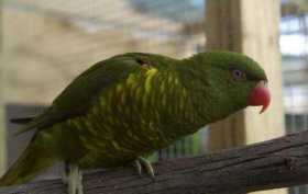 Lost Lory / Lorikeet