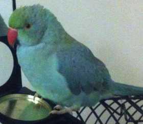 Lost Indian Ringneck Parakeet