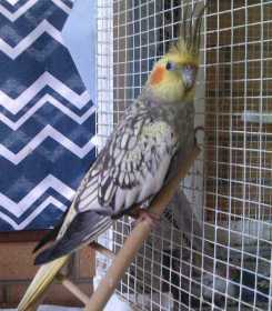 Lost Cockatiel