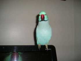 Lost Indian Ringneck Parakeet