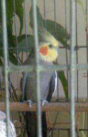 Lost Cockatiel