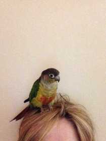 Lost Conure