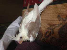 Lost Cockatiel