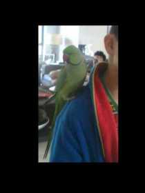 Lost Indian Ringneck Parakeet