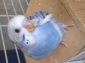 Lost Budgerigar