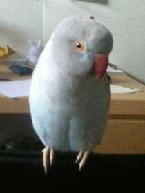 Lost Indian Ringneck Parakeet