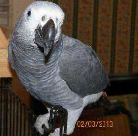 Lost African Grey