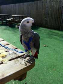 Lost African Grey