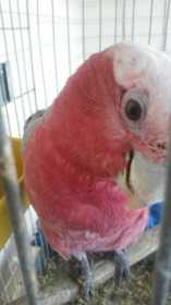 Lost Galah Cockatoo