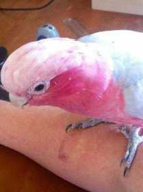 Lost Galah Cockatoo