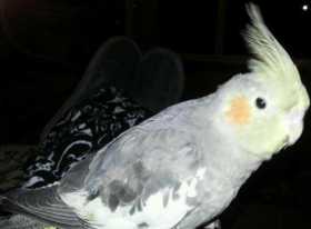 Lost Cockatiel