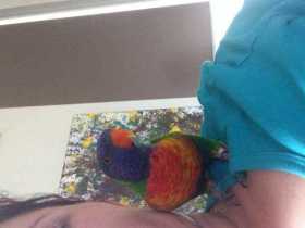 Lost Lory / Lorikeet