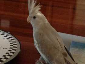 Lost Cockatiel