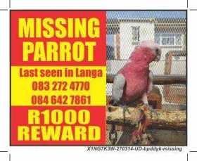Lost Galah Cockatoo