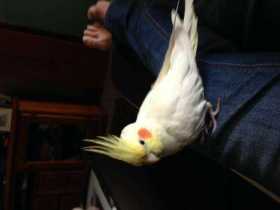 Lost Cockatiel