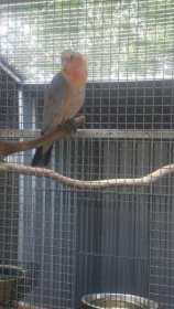 Lost Galah Cockatoo