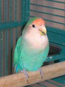 Lost Lovebird