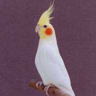 Lost Cockatiel