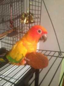 Lost Conure