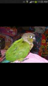 Lost Conure