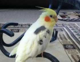 Lost Cockatiel