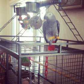 Lost African Grey