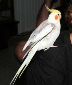 Lost Cockatiel