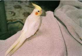 Lost Cockatiel