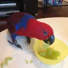 Lost Eclectus