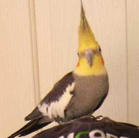 Lost Cockatiel