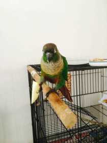 Lost Conure