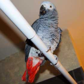 Lost African Grey