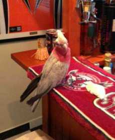 Lost Galah Cockatoo