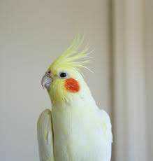 Lost Cockatiel