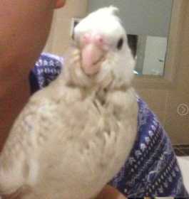 Lost Cockatiel