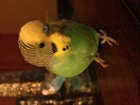 Lost Parakeet