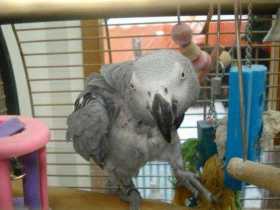 Lost African Grey