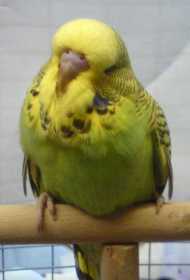 Lost Budgerigar