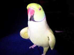 Lost Indian Ringneck Parakeet