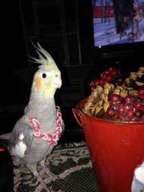 Lost Cockatiel