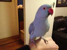 Lost Indian Ringneck Parakeet