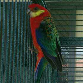 Lost Rosella