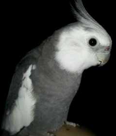 Lost Cockatiel