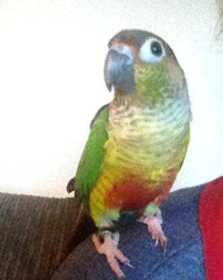 Lost Conure