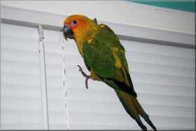 Lost Conure