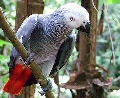 Lost African Grey